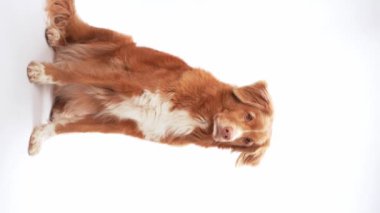 Nova Scotia Duck Tolling, duygusal bakışlı Retriever köpeği, stüdyo ışığı altında sıcak renkli bir ceket göze çarpar.