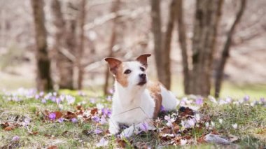 Düşünceli bir Jack Russell Terrier köpeği ormandaki bir açıklıkta bahar timsahlarının arasında oturur. Sahne, canlı, çiçekli ormanda sakin bir anı yakalar.