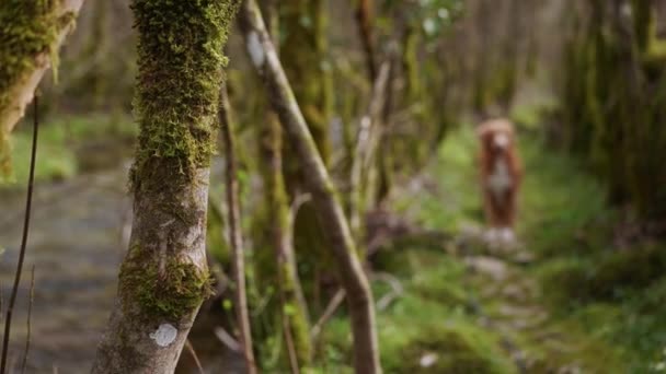 Nova Scotia Duck Tolling Retriever Dog Trots Mossy Forest Path — Stock Video