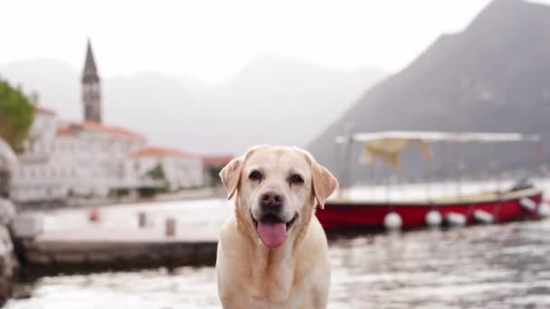 拉布拉多猎犬号探索了一个具有历史意义的海滨小镇 在多雾的群山的背景下 那条狗站在船坞上站稳了 — 图库视频影像