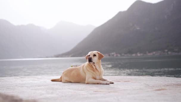 狗喜欢湖边的宁静 高山回响着平静 一只宁静的拉布拉多猎犬躺在湖边 在朦胧的远方 群山环绕着一片宁静的景象 — 图库视频影像