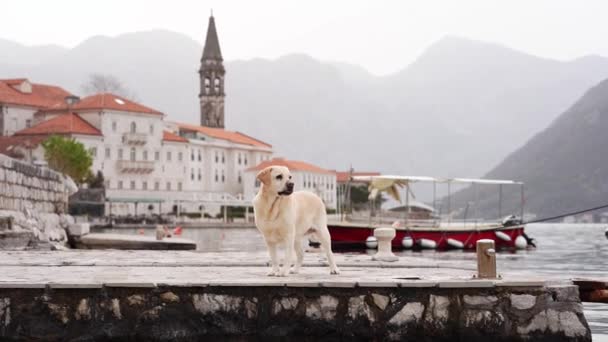 ラブラドール レトリーバーは歴史的な海辺の町を探索しています 霧の多い山を背景に 犬はドックの上に立っています — ストック動画