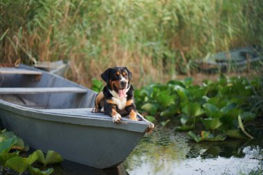 Büyüleyici bir Entlebucher Dağ Köpeği yemyeşil nilüferlerin arasında sakin bir anın tadını çıkarıyor.