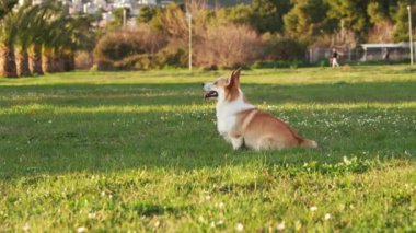 Neşeli bir Pembroke Galli Corgi köpeği güneşli bir alanda oynar, arkadaşlığı somutlaştırır. Sahne, ortak bir beklenti ve boş zamanı yakalar.