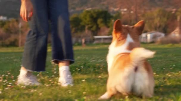 遊び心のあるペンブローク ウェールズ コルジ犬が日光浴場で遊び 仲間関係を体現しています シーンは予想と余暇の共有された瞬間をキャプチャします — ストック動画