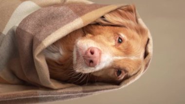  Nova Scotia Duck Tolling Retriever köpeği kareli bir şala sarılı, neşeli bir yalama stüdyo atmosferini canlandırıyor.