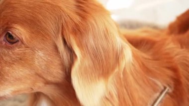 Nova Scotia Duck Tolling Retriever 'ın bakımının detaylı bir görüntüsü köpek kürküne verilen dikkat ve özeni gözler önüne seriyor.