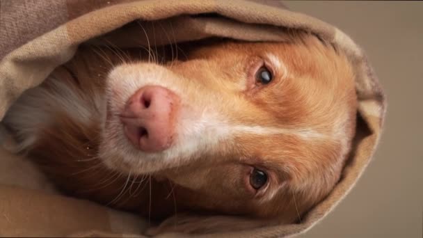 Новая Шотландия Утка Толлинг Ретривер Собака Задрапированная Клетчатую Шаль Игривый — стоковое видео