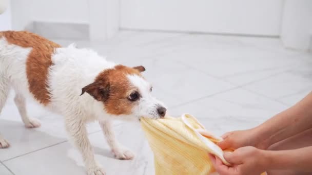 장난스러운 테리어는 바닥에 노란색 수건으로 개에게 장난기있는 정신과 에너지를 보여줍니다 — 비디오