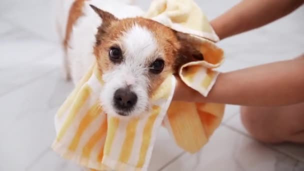Loving Moment Jack Russell Terrier Gently Wrapped Soft Yellow Towel — Stock Video
