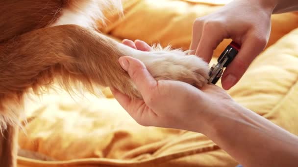 Köpek Yoldaşı Için Tırnak Kesme Pati Bakımına Odaklanma Nazik Eller — Stok video