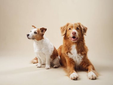 İki dengeli köpek, bir Jack Russell ve bir Nova Scotia Duck Tolling Retriever, bej bir arka planda bir stüdyo çekimi.