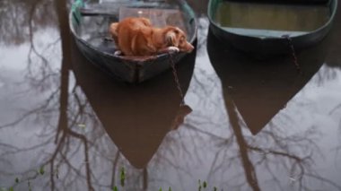 Bir Nova Scotia Duck Tolling Retriever, sakin sularda bir teknede dinleniyor. Köpek, dingin ve sulu manzaraya biraz hayat katar..