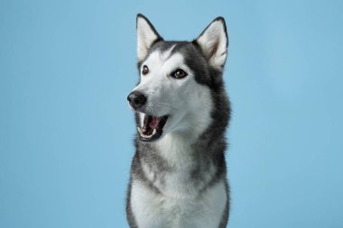Neşeli bir ifadeyle Sibirya Husky 'si, açık mavi bir stüdyo arka planında geçiyor. Görüntü, cins dostça tavırları ve çarpıcı özellikleri yakalar.