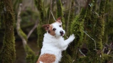 Meraklı bir Jack Russell Terrier köpeği yemyeşil bir ormanı keşfeder, doğayı dikkatle izler. Etrafı yosunlu ağaçlarla çevrili olan köpek maceracı sakin yabanın tadını çıkarıyor.
