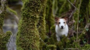 Meraklı bir Jack Russell Terrier köpeği yemyeşil bir ormanı keşfeder, doğayı dikkatle izler. Etrafı yosunlu ağaçlarla çevrili olan köpek maceracı sakin yabanın tadını çıkarıyor.