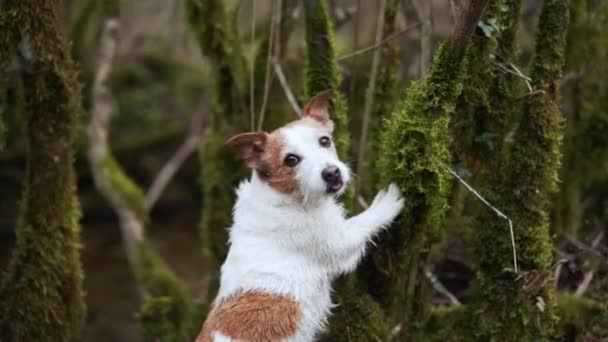 Meraklı Bir Jack Russell Terrier Köpeği Yemyeşil Bir Ormanı Keşfeder — Stok video