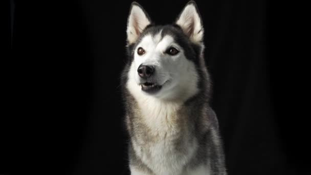 Ein Sibirischer Husky Hund Mund Und Augen Leuchten Fängt Vor — Stockvideo