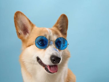  Tuhaf bir Pembroke Welsh Corgi mavi güneş gözlüğü takıyor, neşeli tavrı gökyüzü mavisi arka planına yansıyor. Neşeli aksesuar köpeklerin neşeli kişiliğini tamamlar.