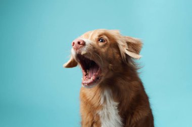Ağzı açık bir köpek. Nova Scotia Duck Tolling Retriever enerjik bir şekilde şarkı söylüyor, rahatlatıcı mavi bir arkaplan üzerine kurulmuş, canlı bir kişiliği yakalıyor.
