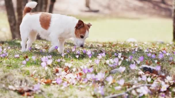 熟考中のジャック ラッセル テリア犬は 木製のクリアリングで春のワニの絨毯の中に座っています シーンは活気に満ちた花の森の中で落ち着いた瞬間をキャプチャします — ストック動画