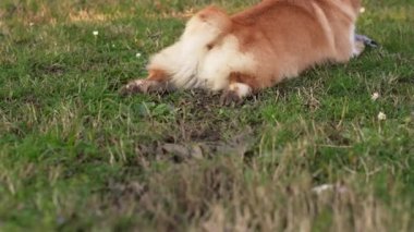 Bir Corgi köpeği yeşil bir çayırda mutlu bir şekilde uzanıyor, bakışları mesafeye bakıyor. Evcil hayvan rahat duruşu, parkta güneşli bir günün boş zamanlarını somutlaştırır.