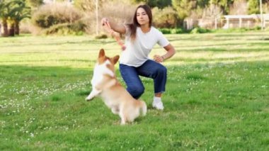 Neşeli bir Corgi köpeği canlı bir park ortamında oyuncak fırlatmayı bekliyor. Heyecan havayı doldurur hevesli köpek eğlenceyi beklerken