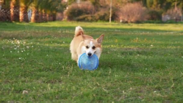 遊び心のあるペンブローク ウェールズ コルジは 日光浴場でディスクを取得し 喜びと活力を体現しています エネルギッシュな犬は草を横切ってダッシュし 静かな公園のシーンに生命をもたらします — ストック動画