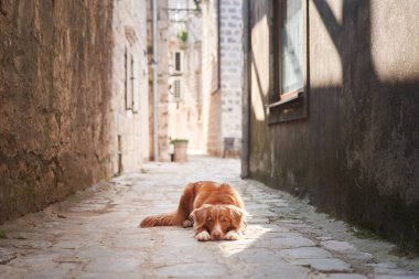 Bir Nova Scotia Duck Tolling Retriever köpeği eski bir kaldırım taşı caddesinde yatar, ruhen uzaklara bakar.. 