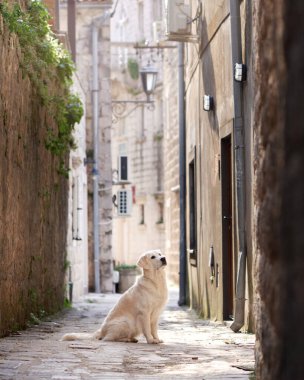 Golden Retriever köpeği tarihi binaların sıcaklığıyla kaplanmış antik bir kaldırım taşı caddesinde oturuyor.