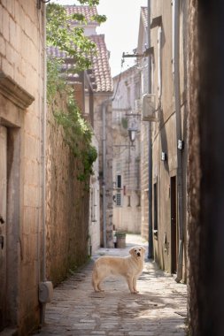 Golden Retriever köpeği tarihi binaların sıcaklığıyla kaplanmış antik bir kaldırım taşı caddesinde oturuyor.