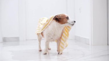 Küçük bir Jack Russell Terrier köpeği sarı çizgili havlunun altından bakıyor. Banyo sonrası eğlencenin büyüleyici bir fotoğrafı.
