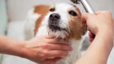 Sabunlu fırça, köpek banyosu günü. Yumuşak eller masaj şampuanı Jack Russell teriyeri montunun içinde ferahlatıcı bir banyo sırasında, dikkatle ve dikkatle temizliğe dikkat ederek