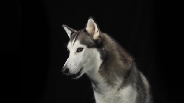 シベリアのハスキー犬 口の形状と目は 黒い背景に対する治療をキャッチします スナップショットは 犬が熱心な期待と喜びの表現をキャプチャします アクション中 — ストック動画