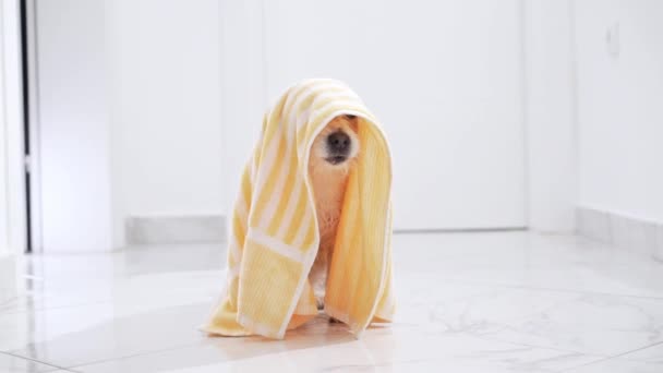 Маленькая Собака Джек Рассел Терьер Выглядывает Желтого Полосатого Полотенца Очаровательный — стоковое видео