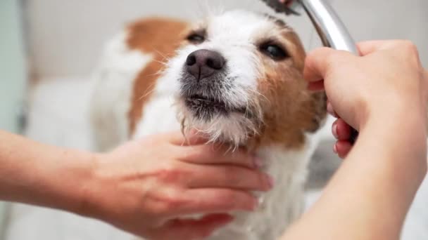 Seifenpeeling Hundebadetag Sanfte Hände Massieren Shampoo Ein Jack Russell Terrier — Stockvideo
