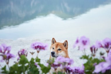 Bir Shiba Inu köpeği durgun bir gölün kenarında durur, yumuşak mor çiçeklerle çerçevelenmiş, dağları ve uzaktan hafif bir sisle.