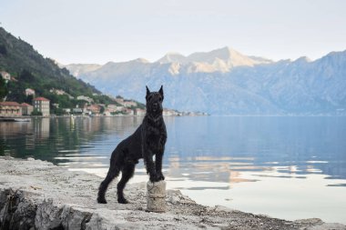 Siyah bir Schnauzer deniz kenarındaki bir güvertede gururla durur. Durgun sular huzurlu sabah gökyüzünü yansıtır.