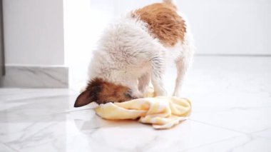 Oyuncu Jack Russell Terrier fayanslı zeminde sarı bir havluyla karşılaşır. Köpeğin neşeli ruhunu ve dinamik enerjisini gözler önüne serer.