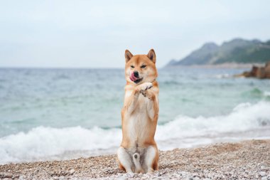 Neşeli bir köpek çakıllı bir sahilde arka ayakları üzerinde duruyor, deniz dalgaları arkasında. Oyunun ortasında yakalanan bu Shiba Inu, sanki dans ediyormuş gibi pençeleriyle deniz kenarında mutluluk saçar.