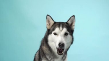 Sibirya Husky köpeği, ağzı bağlı ve gözleri açık, yumuşak mavi gökyüzü benzeri bir arka plana karşı bir ödül yakalıyor. Ekran görüntüsü köpeğin hevesli beklentisini ve neşeli ifadesini görüntüler.