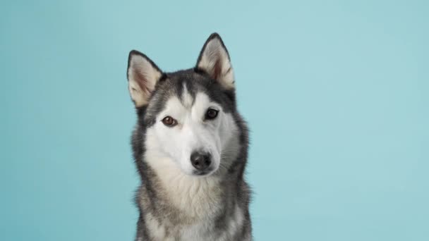 Alert Siberian Husky Portretowany Studio Wyświetlając Swoje Przeszywające Spojrzenie Portret — Wideo stockowe