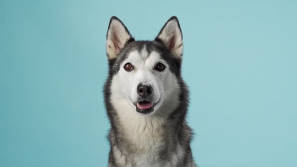 Aufmerksame Siberian Husky Porträtiert Einem Studio Setting Und Zeigt Seinen — Stockvideo