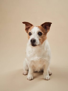 Jack Russell Terrier 'ın köpeği bej bir arka planda gülümsüyor, tarafsız stüdyo ışığı altında neşeli ve özenli bir duruş yakaladı.