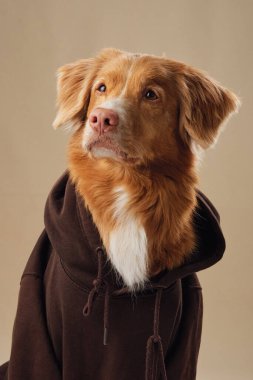 Bir Nova Scotia Duck Tolling Retriever köpeği kapüşonlu, sevimli ile birleşen