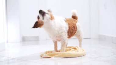 Canlı bir Jack Russell Terrier köpeği, sarı bir havluyla, ferahlatıcı bir banyodan sonra suyu silkeleyerek, bakımlı bir hayvanın canlılığını somutlaştırıyor.