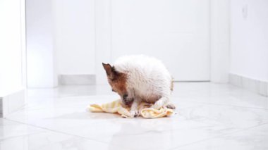 Canlı bir Jack Russell Terrier köpeği, sarı bir havluyla, ferahlatıcı bir banyodan sonra suyu silkeleyerek, bakımlı bir hayvanın canlılığını somutlaştırıyor.