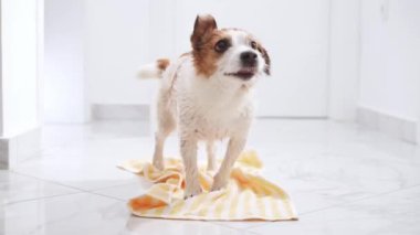 Canlı bir Jack Russell Terrier köpeği, sarı bir havluyla, ferahlatıcı bir banyodan sonra suyu silkeleyerek, bakımlı bir hayvanın canlılığını somutlaştırıyor.