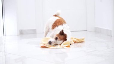 Canlı bir Jack Russell Terrier köpeği, sarı bir havluyla, ferahlatıcı bir banyodan sonra suyu silkeleyerek, bakımlı bir hayvanın canlılığını somutlaştırıyor.