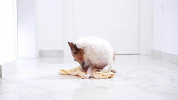 Vivace Cane Jack Russell Terrier Con Asciugamano Giallo Scuotendo Acqua — Video Stock